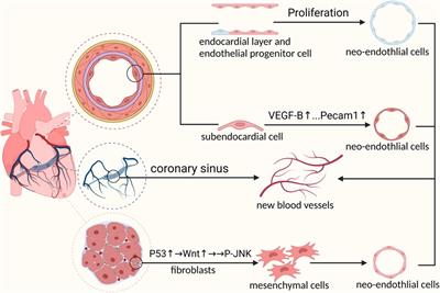ScRNA-seq and spatial transcriptomics: exploring the occurrence and treatment of coronary-related diseases starting from development